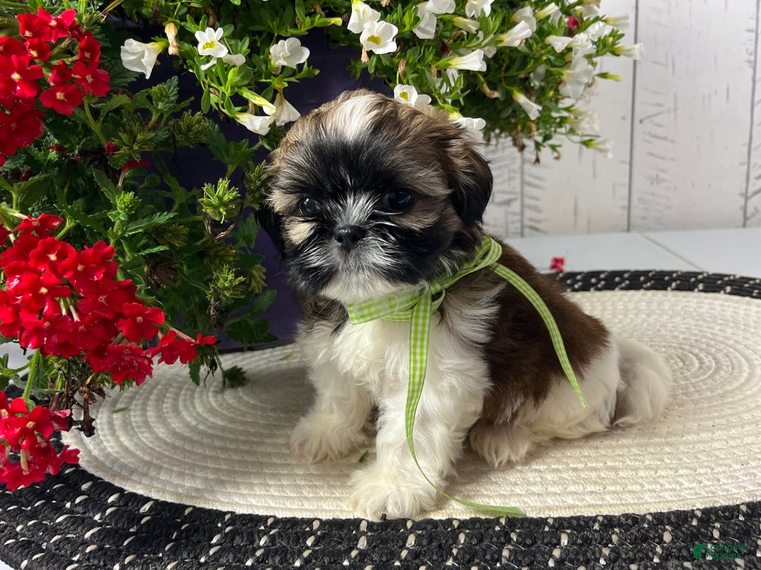 Shih Tzu dogs for sale: Dexter - Image 2