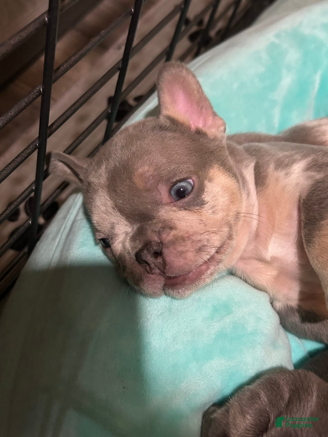 French Bulldog dogs for sale: Harvey - Image 2