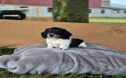 Dachshund dogs for sale: Axel - Image 1