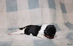 Miniature Dachshund dogs for sale: Mickey Mini - Image 4