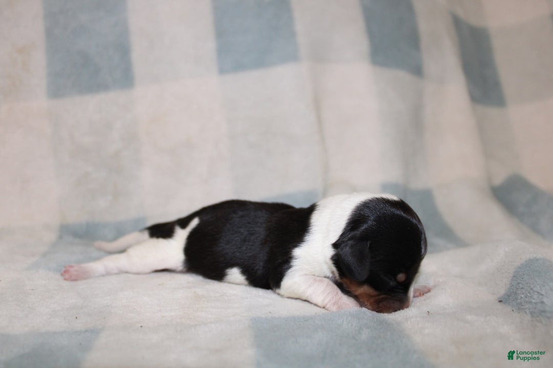 Miniature Dachshund dogs for sale: Mickey Mini - Image 4