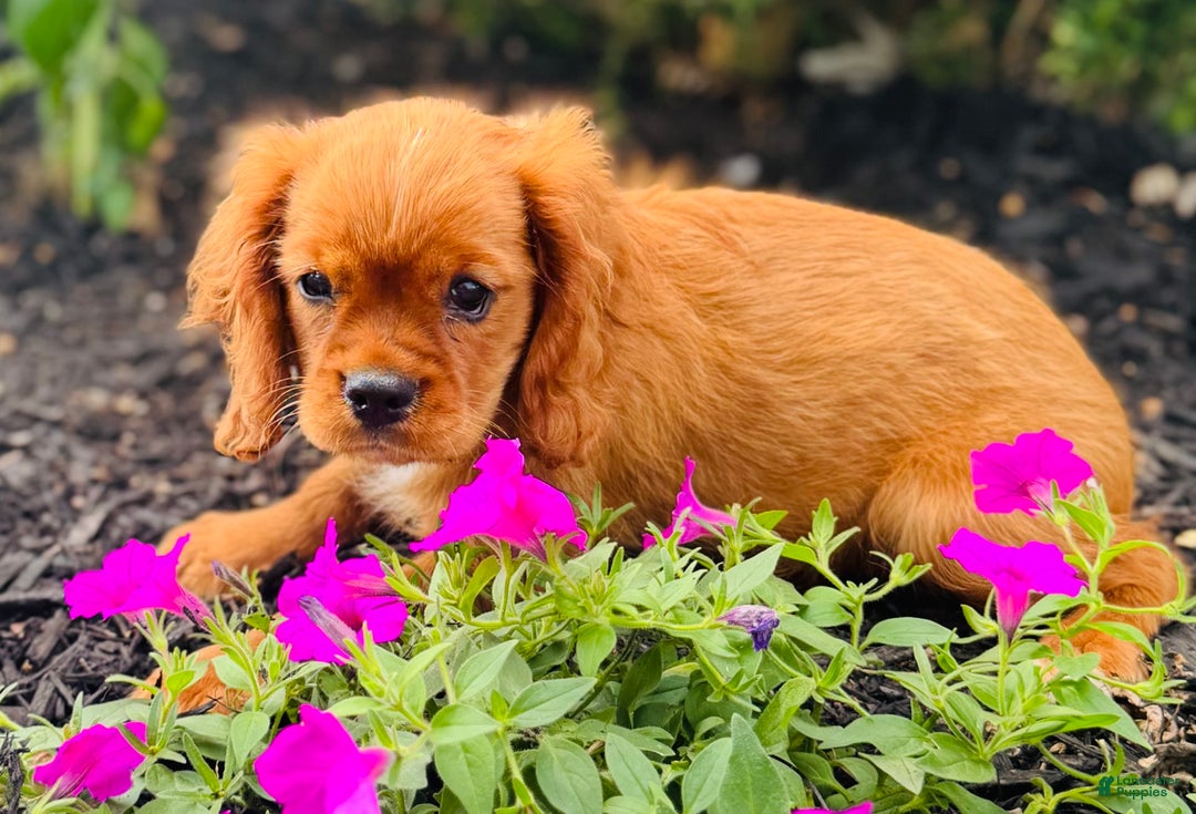 Cavalier King Charles Spaniel dogs for sale: Daisy - Image 11