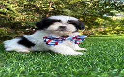 Shih Tzu dogs for sale: Shih Tzu 3 puppies - Image 10