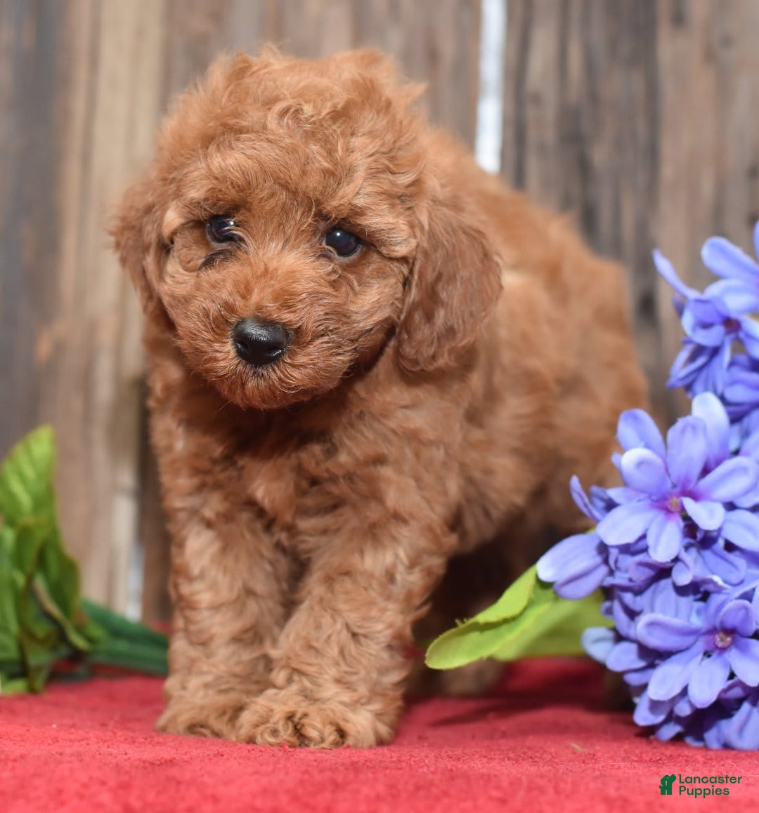 Miniature Poodle dogs for sale: Tessa - Image 7