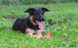 German Shepherd dogs for sale: Amarillo - Image 14