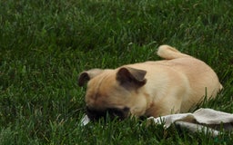 Jug dogs for sale: Jennie - Image 7