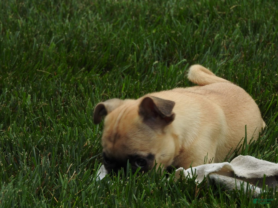 Jug dogs for sale: Jennie - Image 7