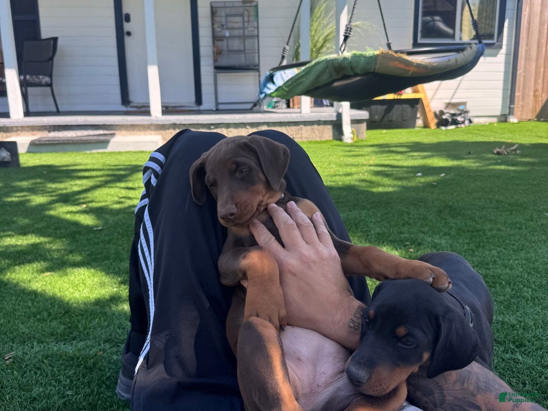 Doberman Pinscher dogs for sale: Luna - Image 1