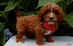 Cavapoo dogs for sale: Finn - Image 7