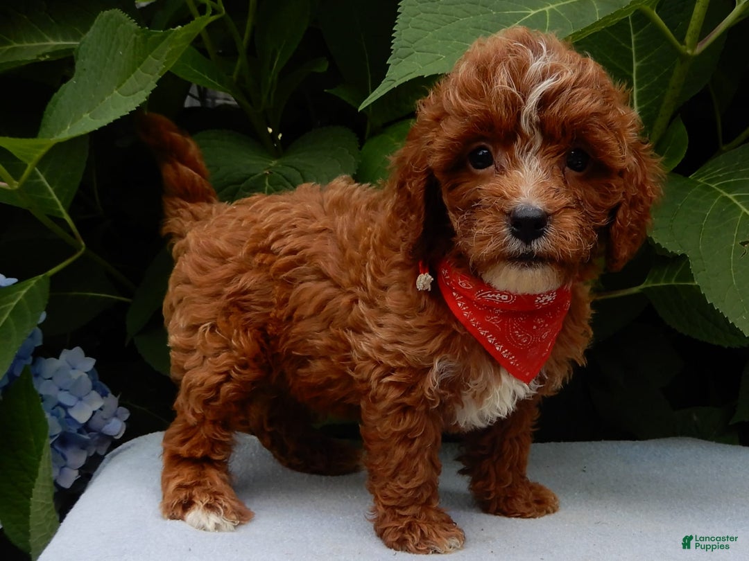 Cavapoo dogs for sale: Finn - Image 7