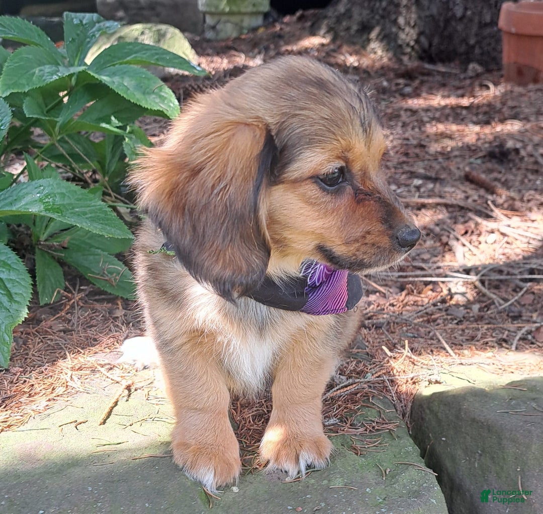 Miniature Dachshund dogs for sale: Millie - Image 4