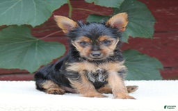 Yorkshire Terrier dogs for sale: Mason - Image 2