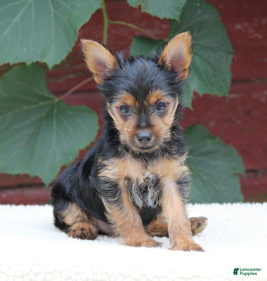 Yorkshire Terrier dogs for sale: Mason - Image 2