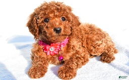 Miniature Poodle dogs for sale: October - Image 2