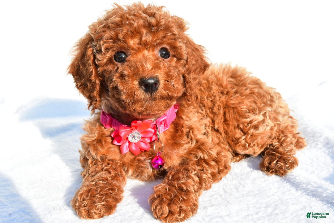 Miniature Poodle dogs for sale: October - Image 2