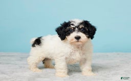 Miniature Poodle dogs for sale: Russ - Image 3