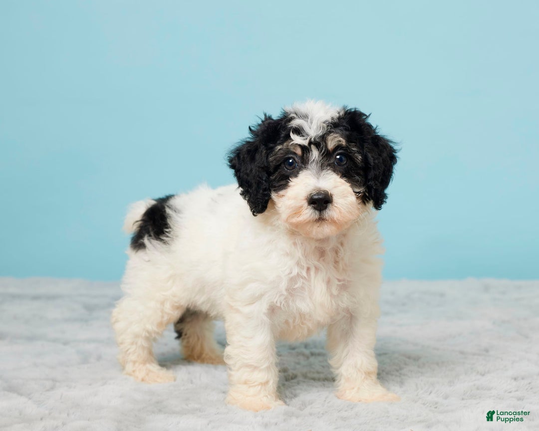 Miniature Poodle dogs for sale: Russ - Image 3