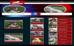 American Bully dogs for sale: louie - Image 7