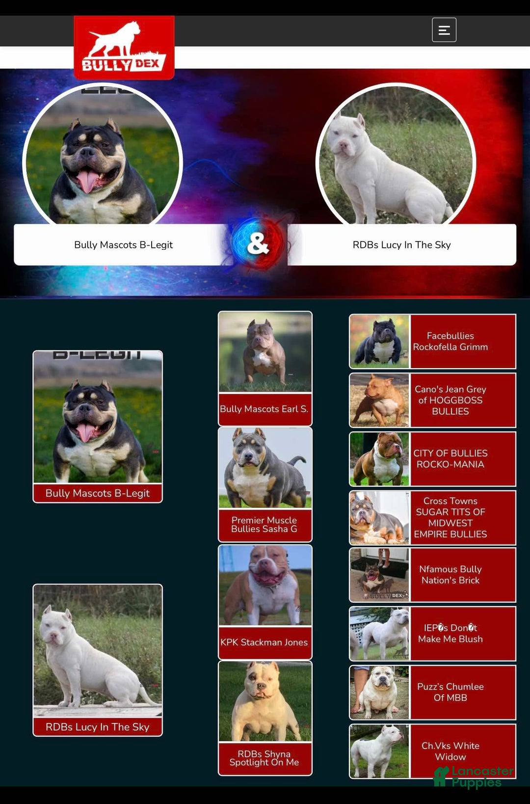 American Bully dogs for sale: louie - Image 7