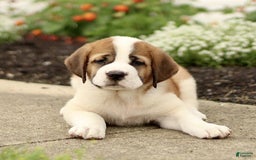 Saint Bernard dogs for sale: Cedar - Image 2