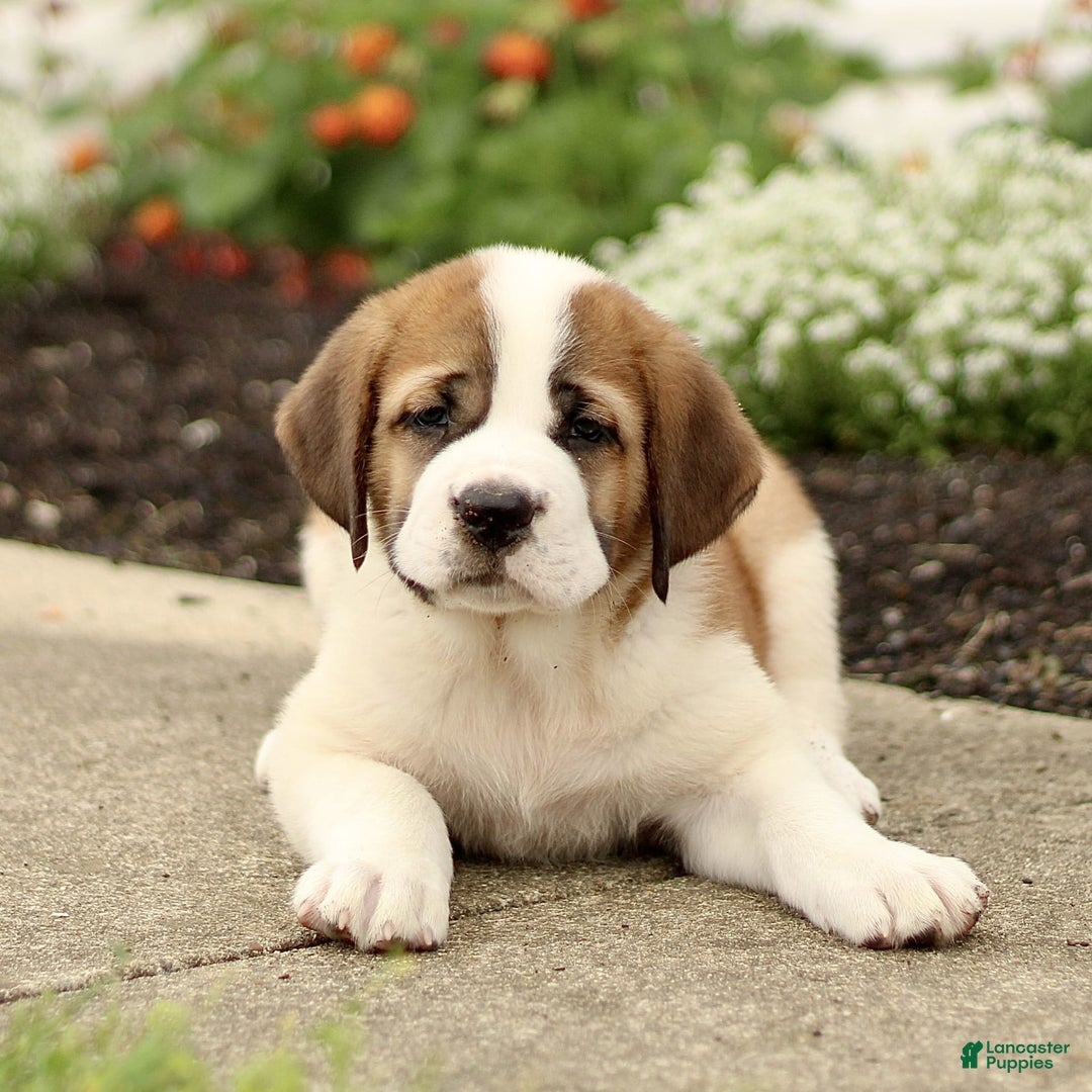 Saint Bernard dogs for sale: Cedar - Image 2