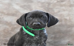 German Shorthaired Pointer dogs for sale: Nashville - Image 3