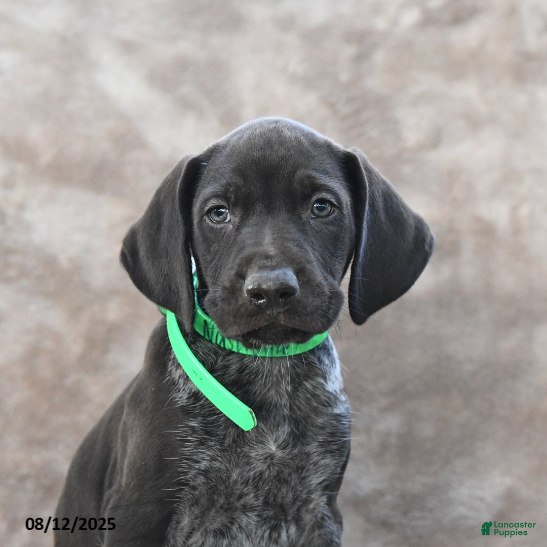 German Shorthaired Pointer dogs for sale: Nashville - Image 3