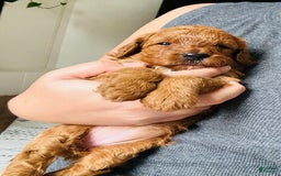 Toy Poodle dogs for sale: Pure Breed Toy Poodle Girl - Image 1