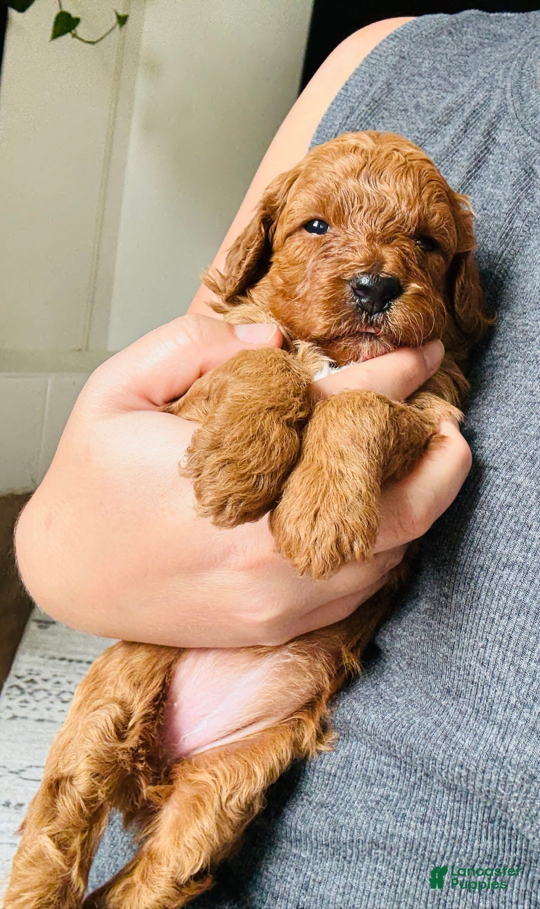 Toy Poodle dogs for sale: Pure Breed Toy Poodle Girl - Image 1