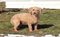 Cavapoo dogs for sale: Kobe - Image 8
