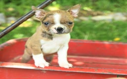 Boston Terrier dogs for sale: Nikki - Image 7