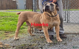 Cane Corso dogs for sale: Hawks Izzy - Image 9