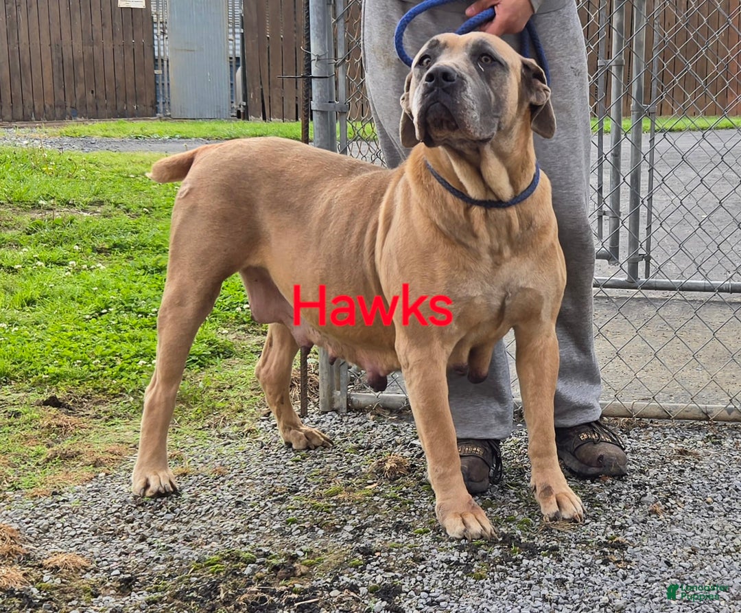 Cane Corso dogs for sale: Hawks Izzy - Image 9