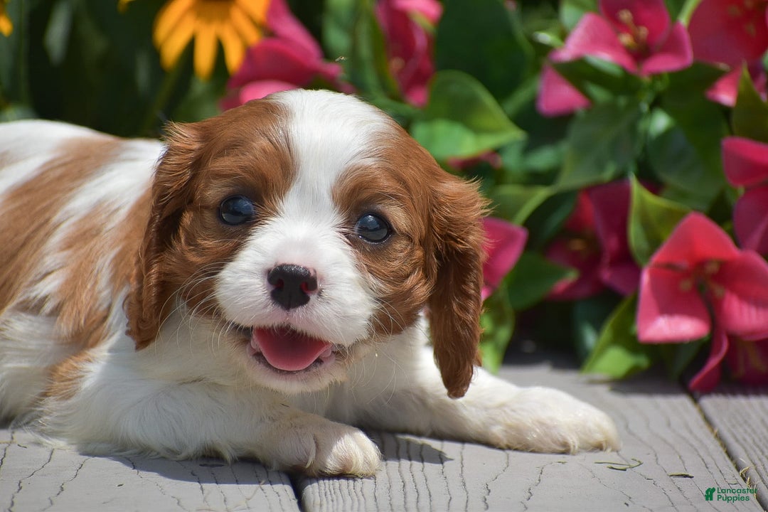 Cavalier King Charles Spaniel dogs for sale: Bethany - Image 2