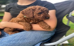  dogs for sale: Finn - Image 2
