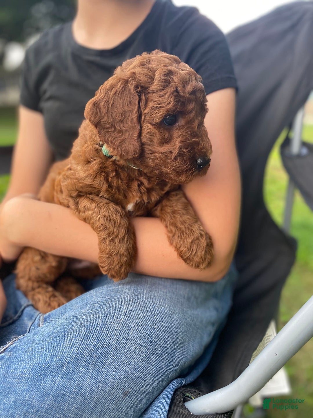  dogs for sale: Finn - Image 2