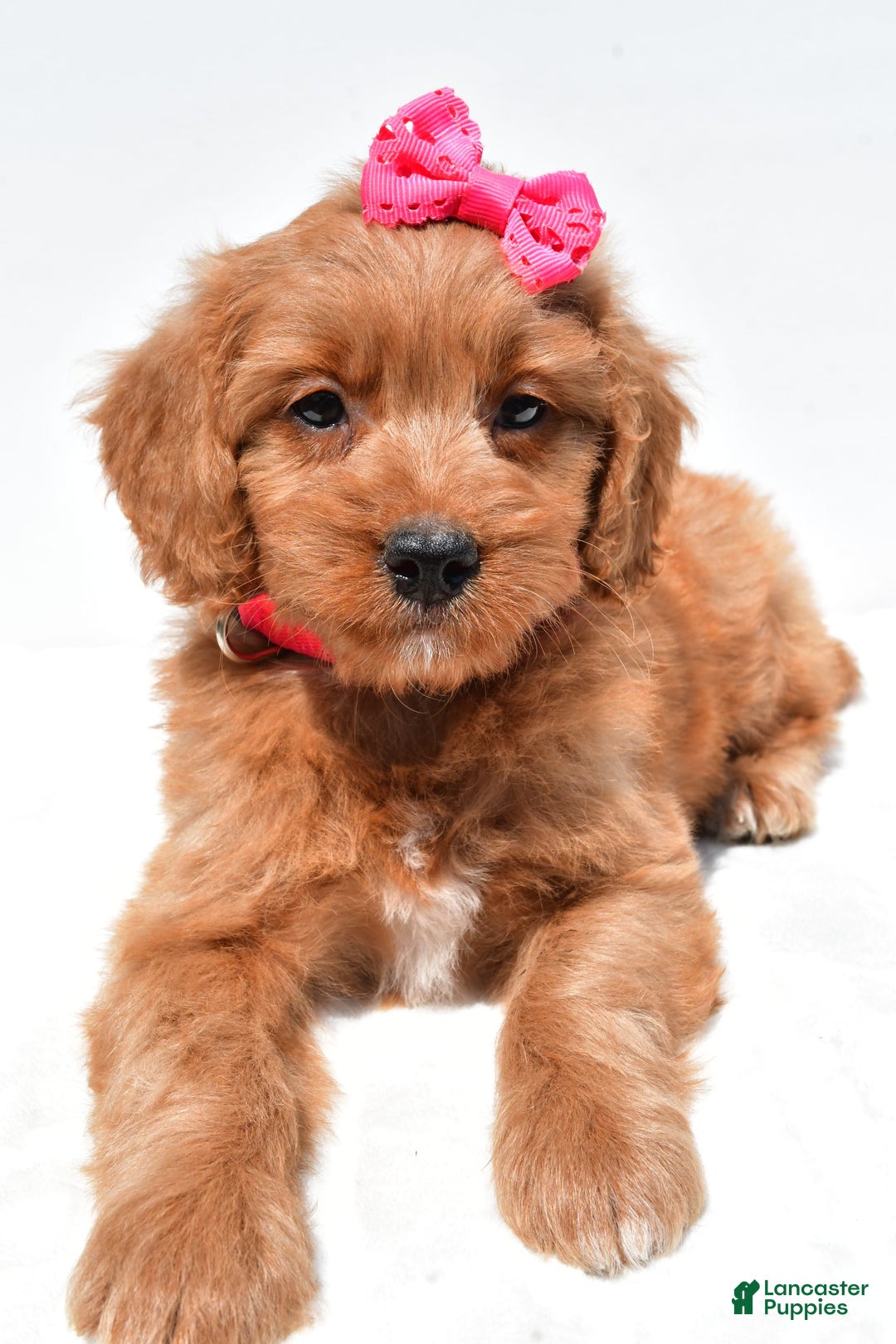 Mini Goldendoodle dogs for sale: Trixie - Image 7