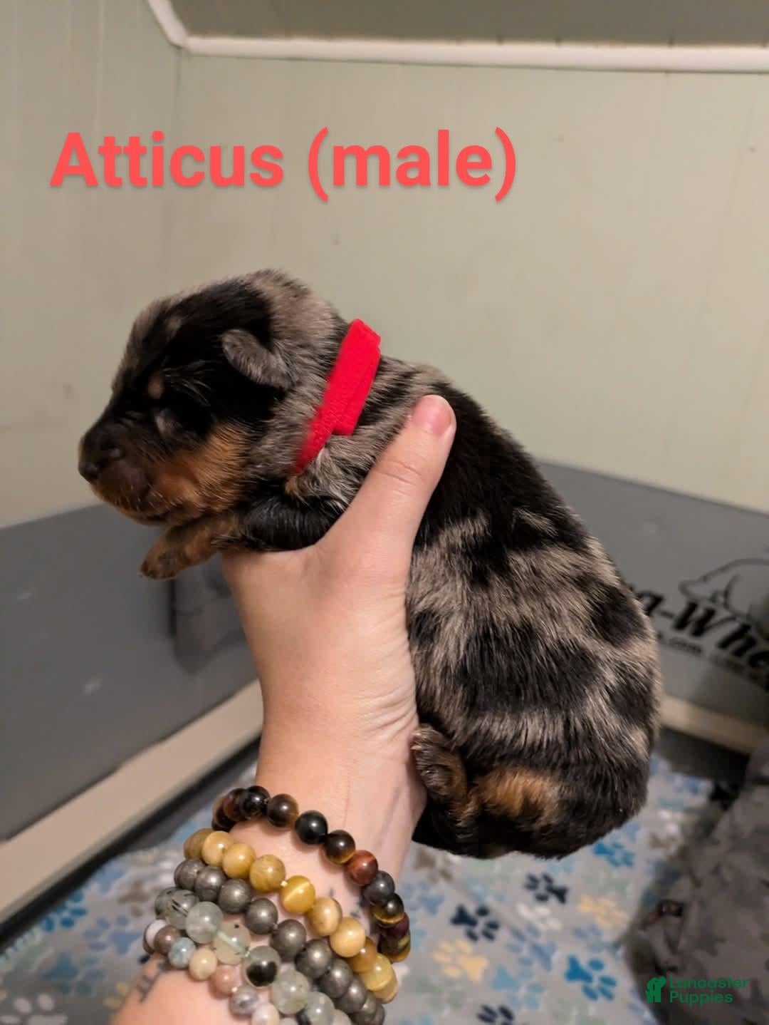 Beauceron dogs for sale: Atticus - Image 1