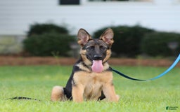 German Shepherd dogs for sale: Hazel - Image 3