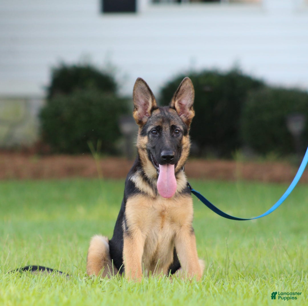 German Shepherd dogs for sale: Hazel - Image 3
