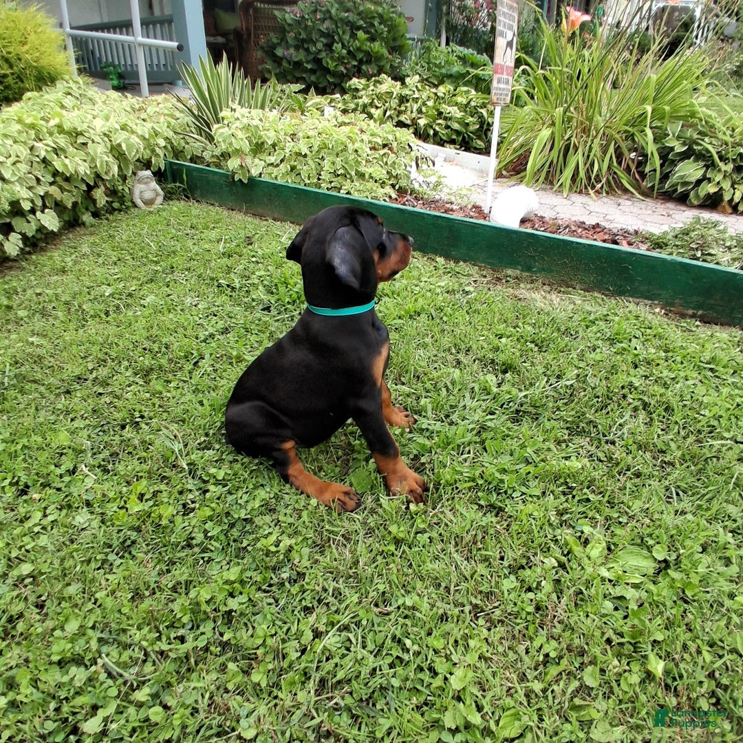 Doberman Pinscher dogs for sale: Champ - Image 6