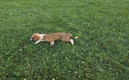 Border Collie dogs for sale: Willie - Image 4