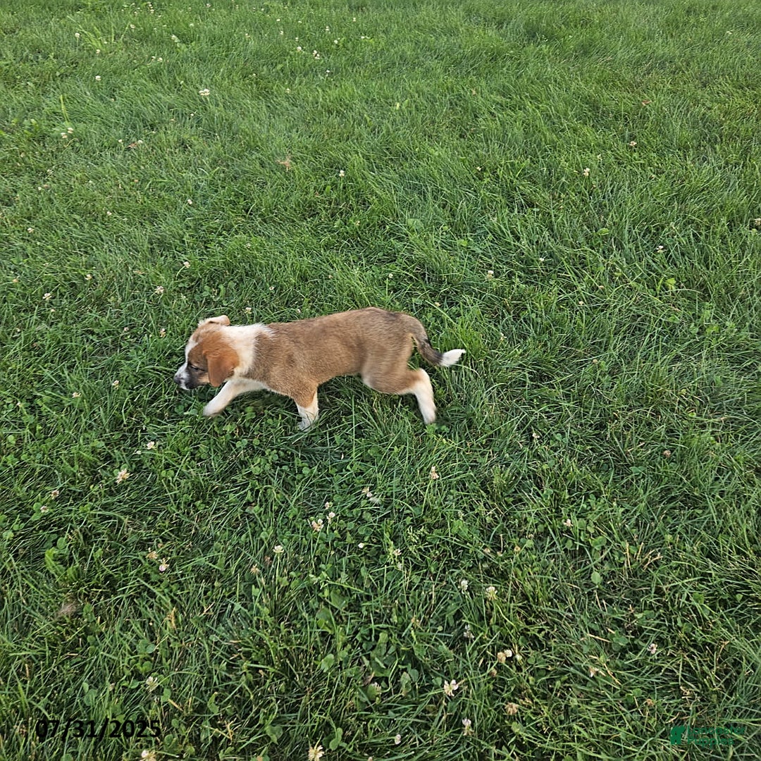 Border Collie dogs for sale: Willie - Image 4