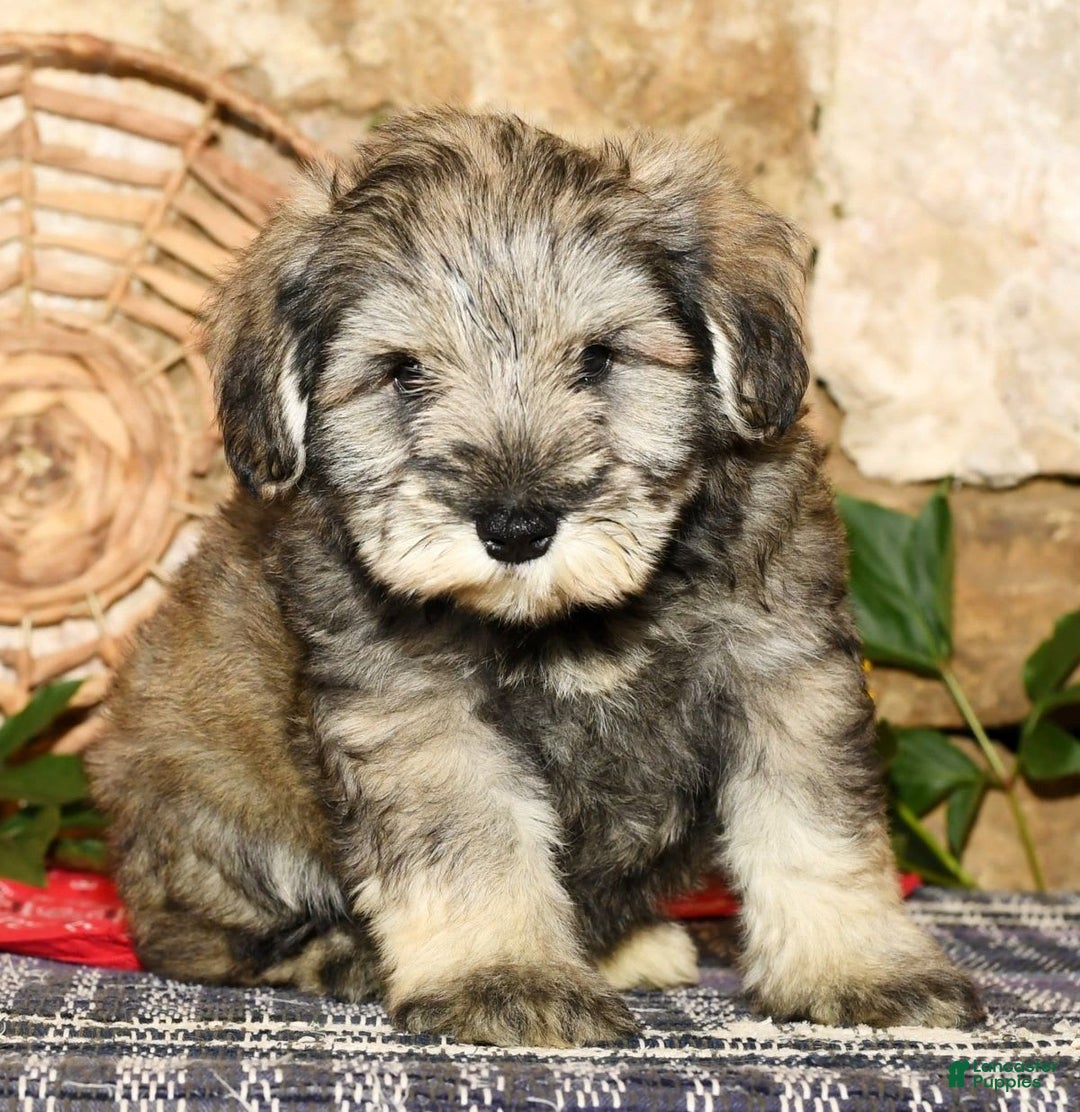 Miniature Schnauzer dogs for sale: Frosty - Image 2