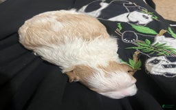 Miniature Poodle dogs for sale: May - Image 2