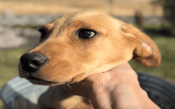 Labrador Retriever dogs for sale: Mufasa - Image 6