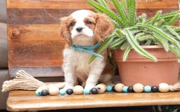 Cavalier King Charles Spaniel dogs for sale: Darrel - Image 1