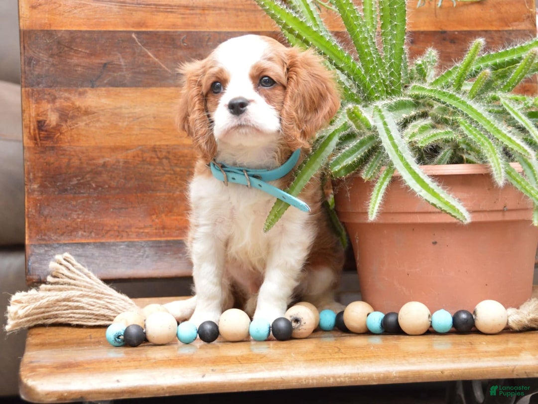 Cavalier King Charles Spaniel dogs for sale: Darrel - Image 1