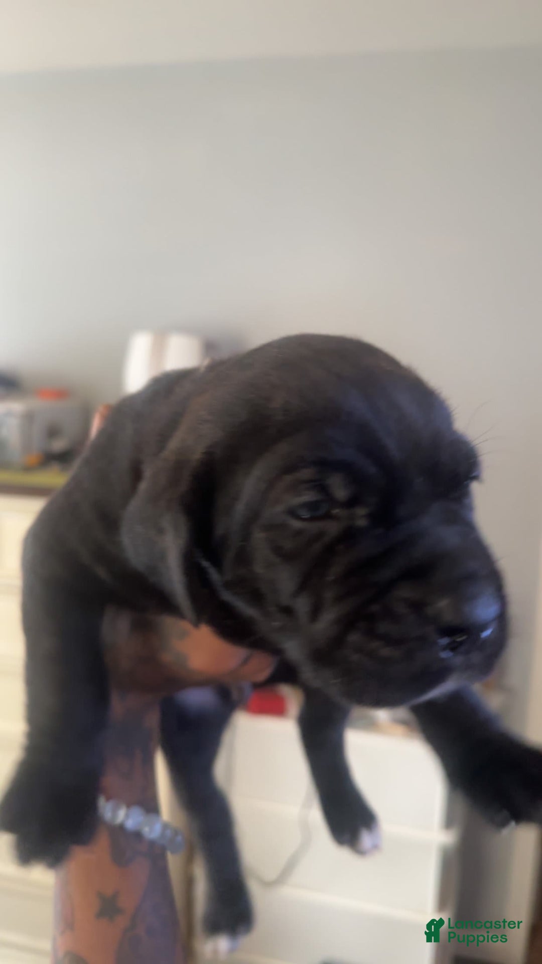 Cane Corso dogs for sale: Pink - Image 3