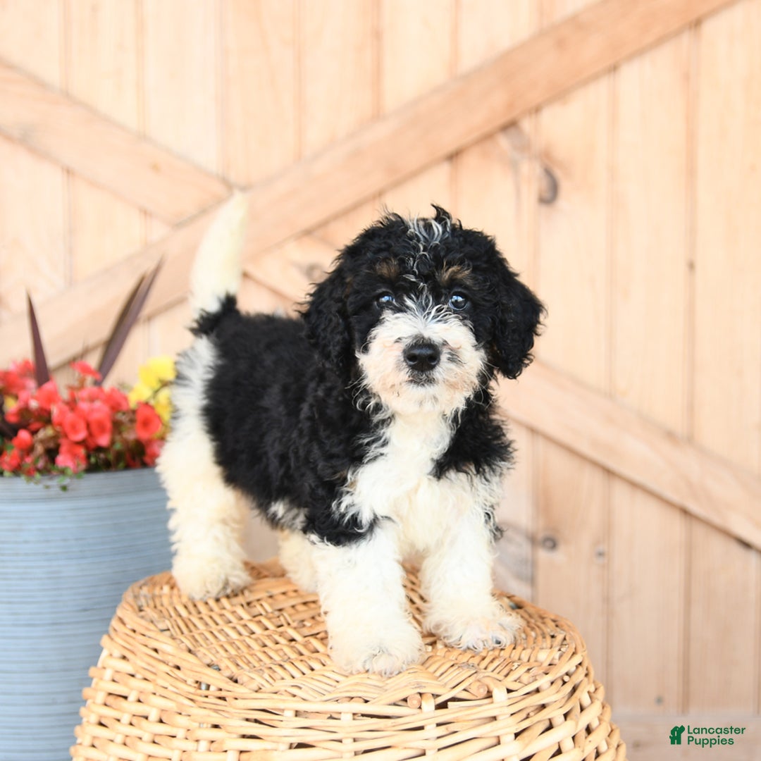 Mini Bernedoodle dogs for sale: Bella - Image 2